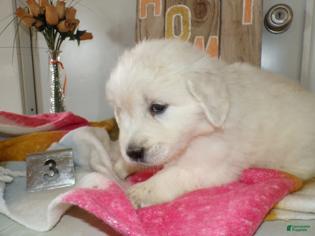 Golden Retriever dogs for sale: Golden Retriever Puppy 3 Kelly - Ad 5