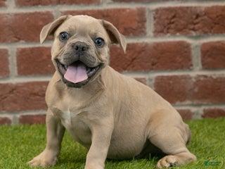 French Bulldog dogs - Ad 38