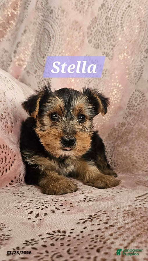 Yorkshire Terrier dogs Stella - Ad 22