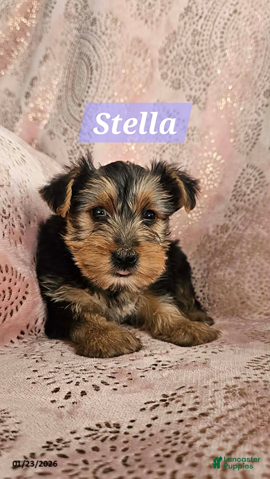 Yorkshire Terrier dogs for sale: Stella - Ad 1