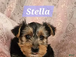 Yorkshire Terrier dogs Stella - Ad 36