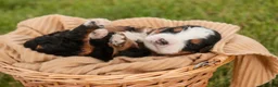 Mini Bernedoodle dogs for sale: Mooney Mini Bernedoodle  - Ad 4