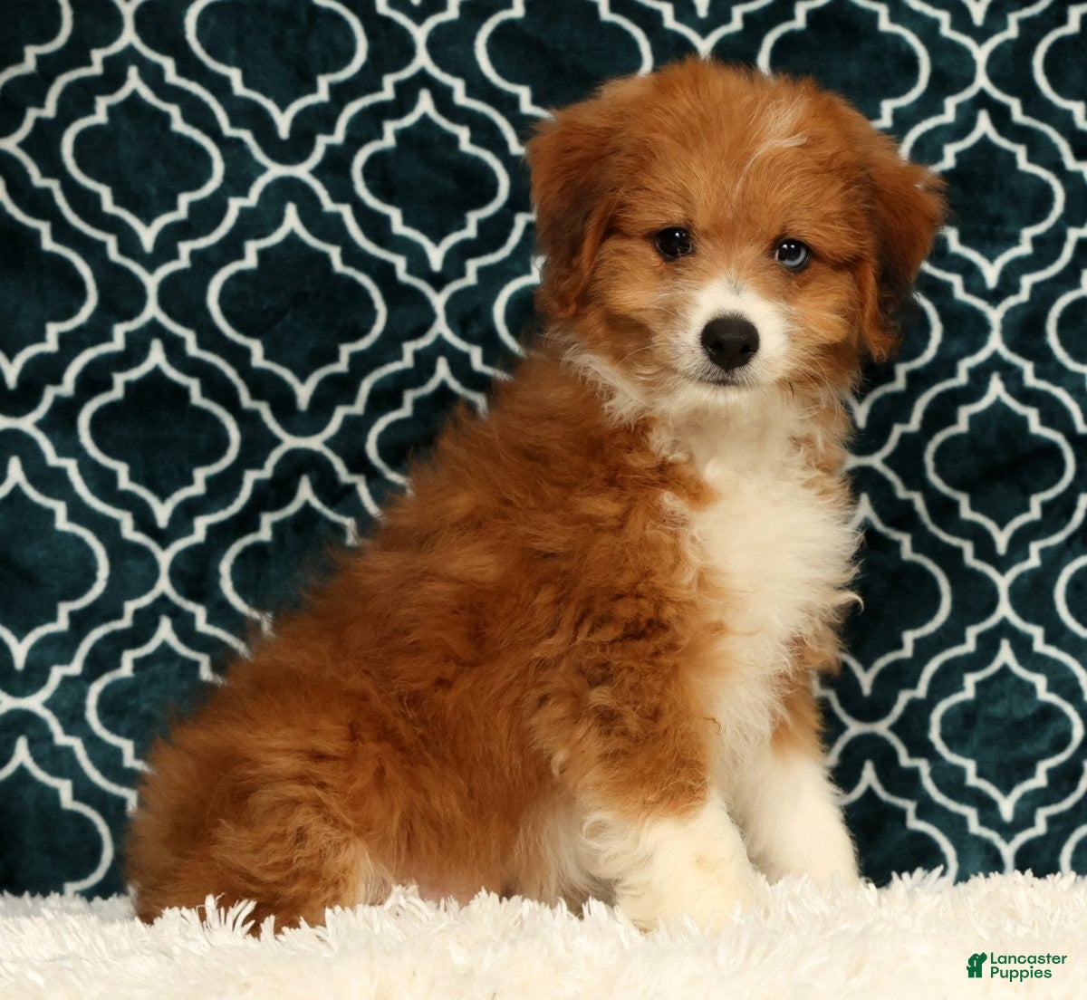 Mini Aussiedoodle dogs Myron - Ad 2