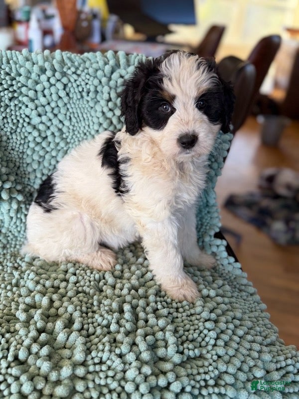 Bernedoodle dogs for sale: Frida - Ad 2