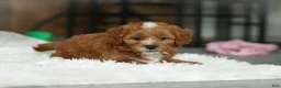 Cavapoo dogs for sale: Mable - Ad 4