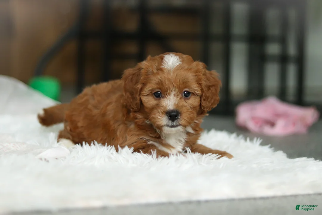 Cavapoo dogs for sale: Mable - Ad 4