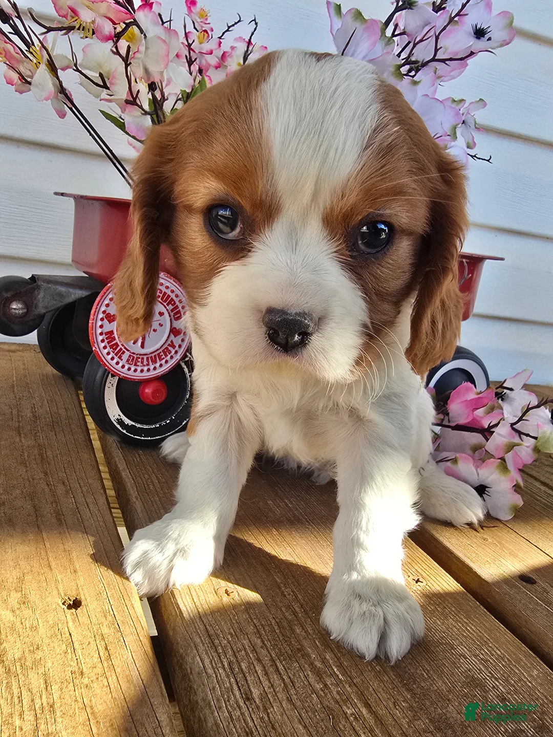 Cavalier King Charles Spaniel dogs for sale: Dakota - Ad 5