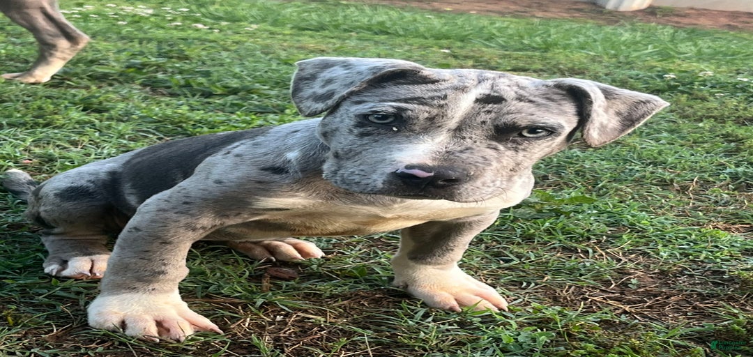 Gallery Image {{count}}