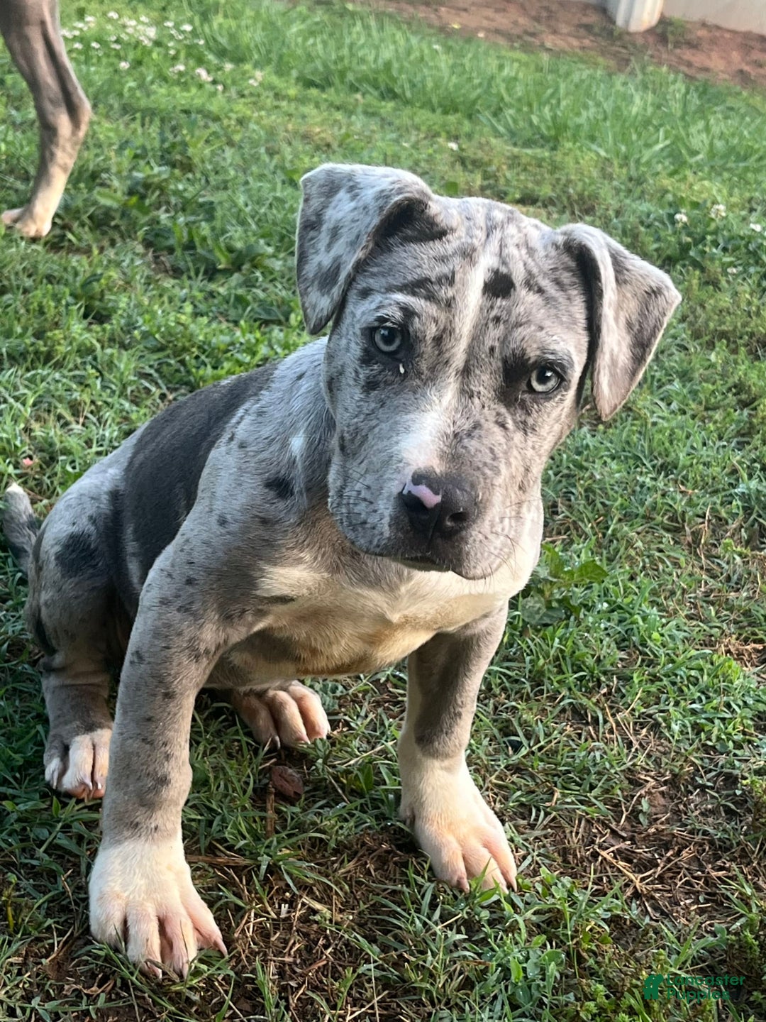 Gallery Image {{count}}