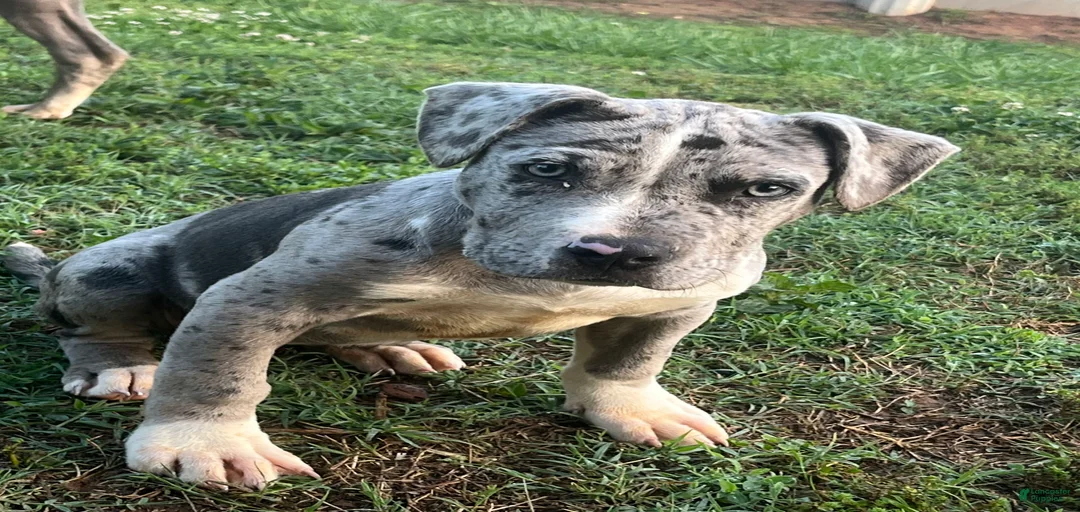 Gallery Image {{count}}