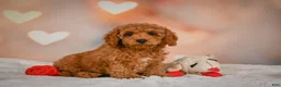 Cavapoo dogs for sale: Clara - Ad 6