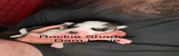 Siberian Husky dogs for sale: Rockie Shadow - Ad 7