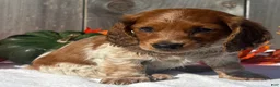 Miniature Dachshund dogs for sale: Forrest - Ad 8