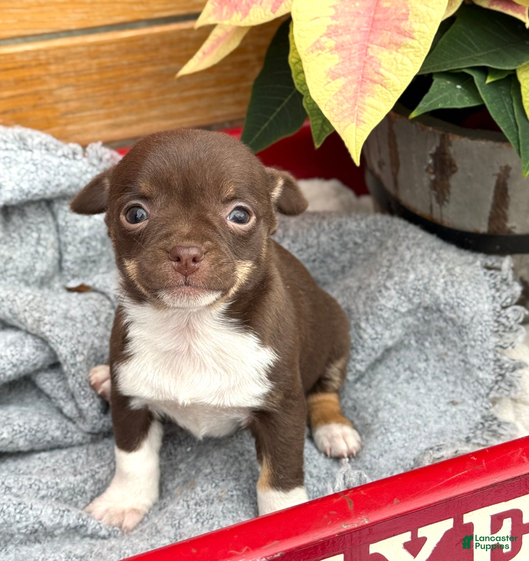 Chihuahua dogs for sale: Cozy - Ad 2