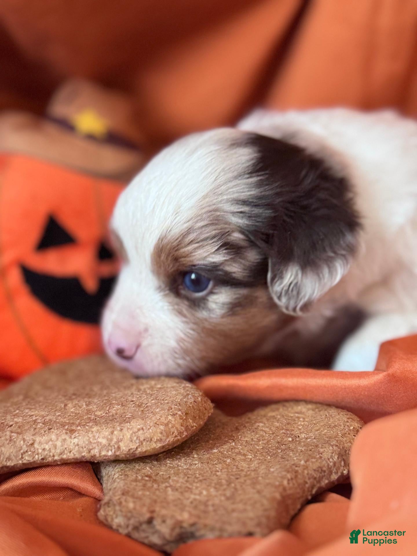Miniature Australian Shepherd dogs Reacher - Ad 1