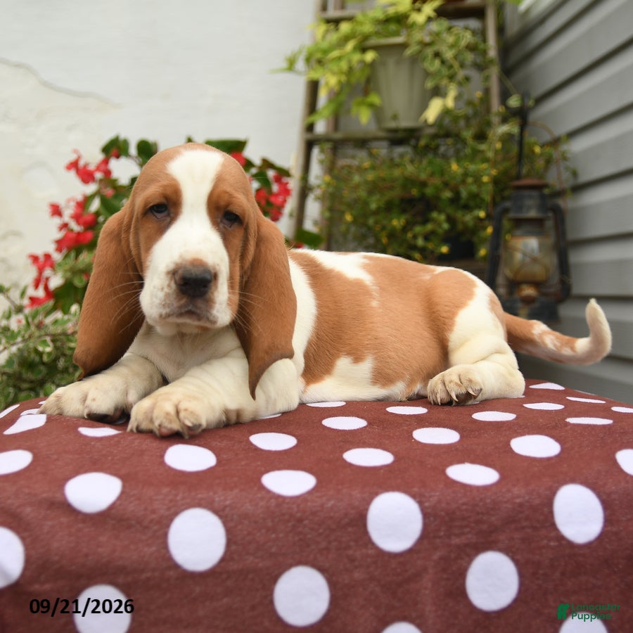 Basset Hound dogs Job - Ad 2