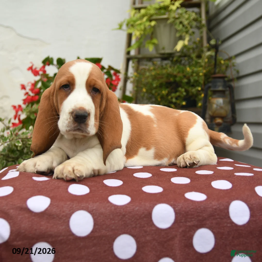 Basset Hound dogs for sale: Job - Ad 2