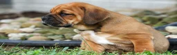 Beabull dogs for sale: Axel 💙🐾 - Ad 8