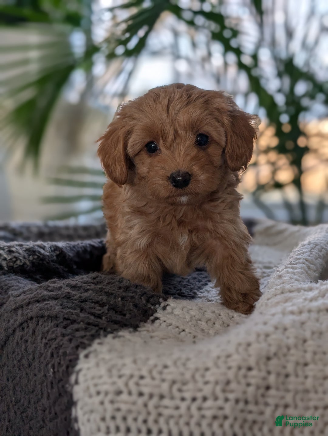 Yorkiepoo dogs for sale: Krissy - Ad 2