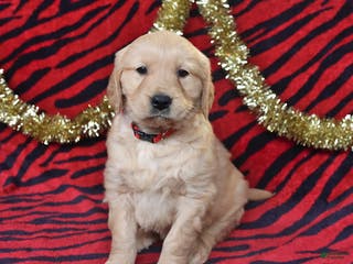 Golden Retriever dogs River - Ad 42