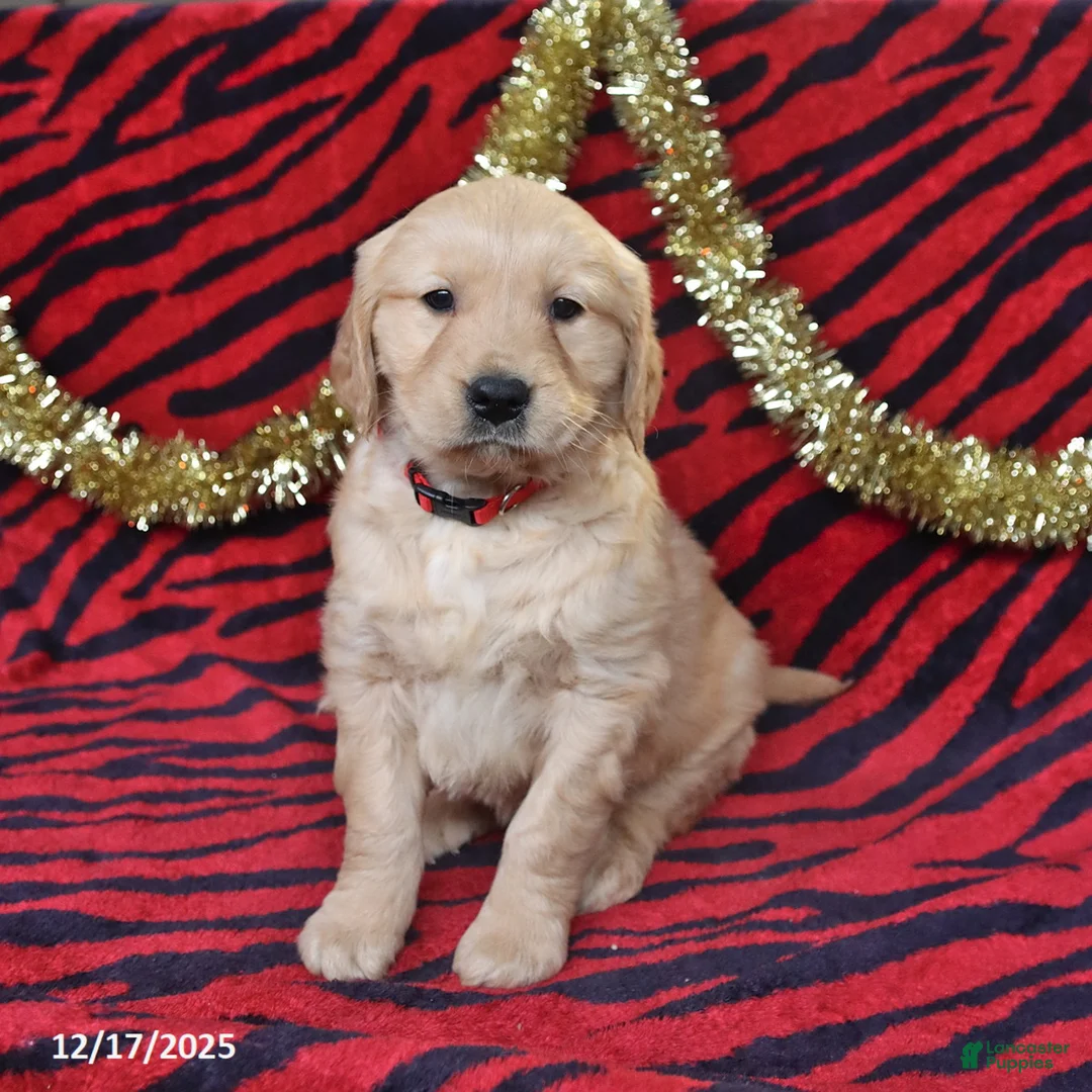 Golden Retriever dogs for sale: River - Ad 1