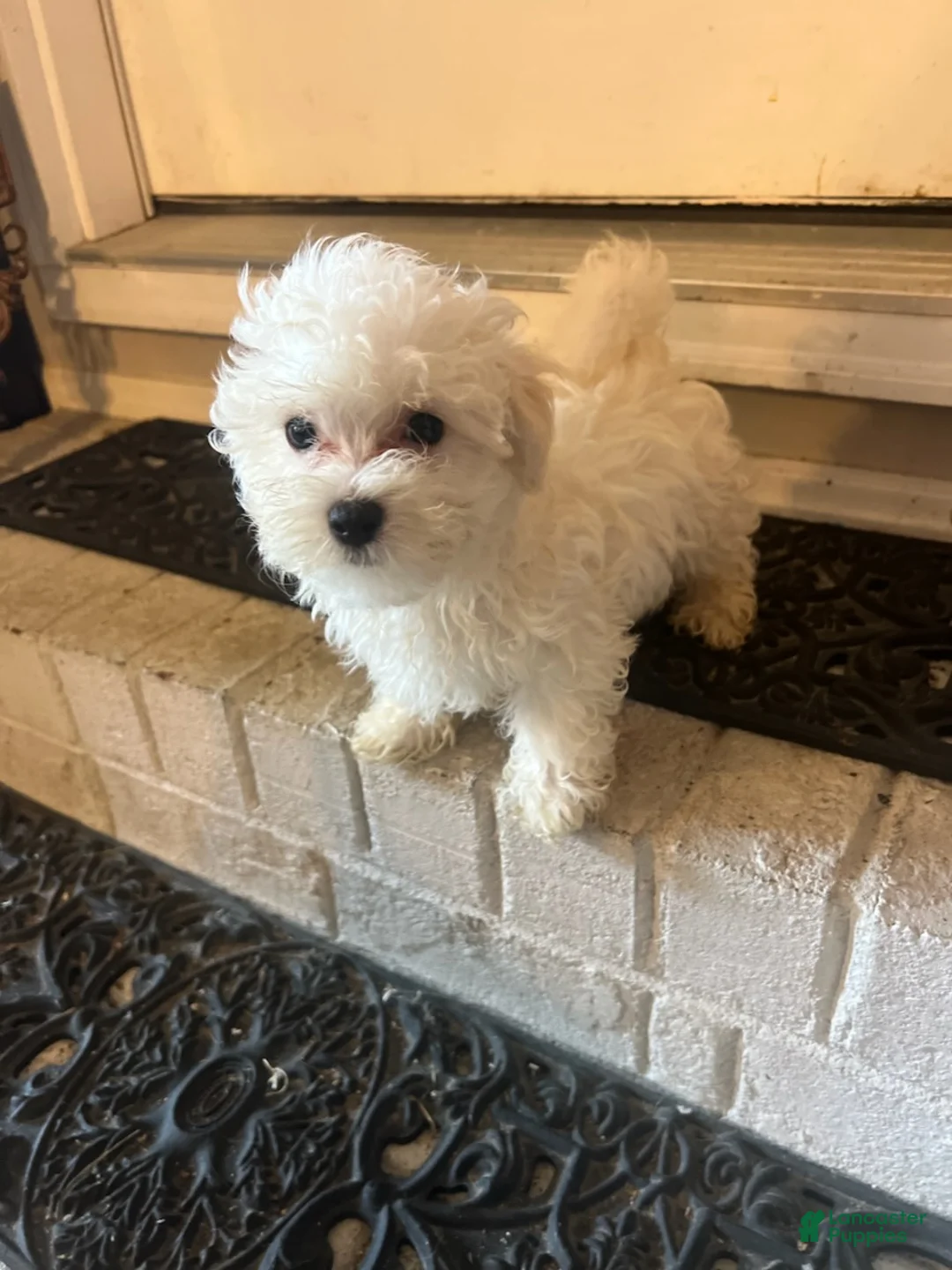 Maltipoo dogs for sale: Maltipoo Boy - Ad 2