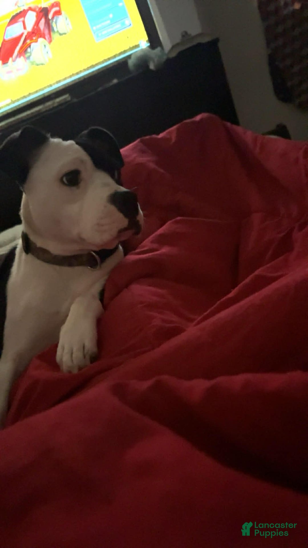 Mixed Breed dogs for sale: Mixed Breed Puppy 4 - Ad 3