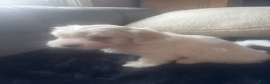 Coton De Tulear 3