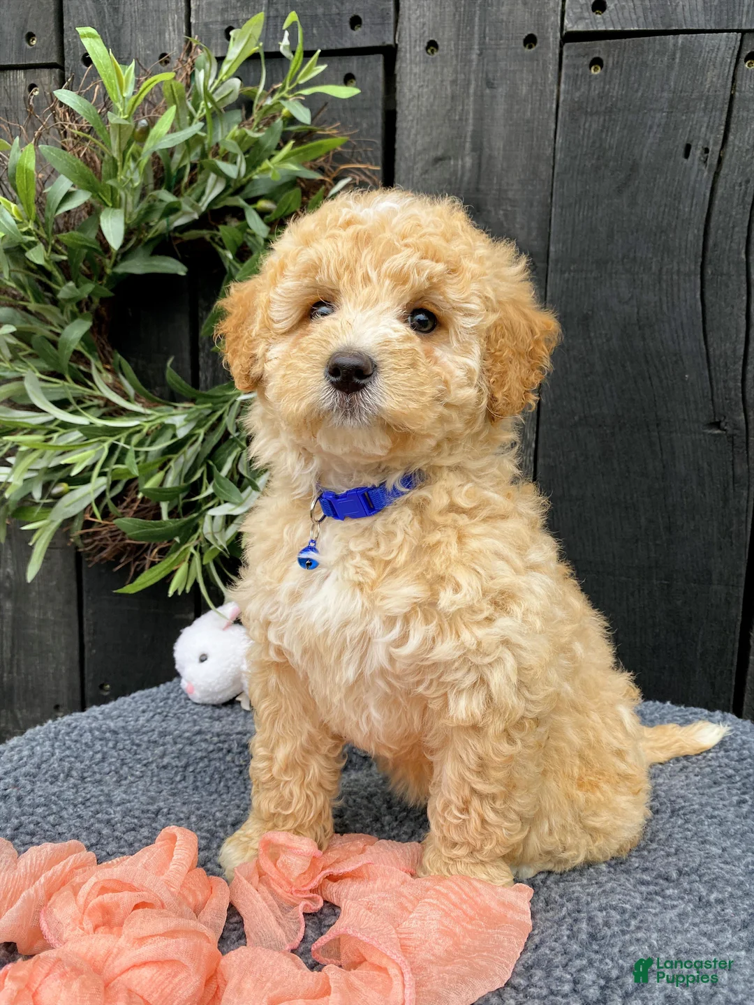 Miniature Labradoodle dogs for sale: Kit - Ad 1