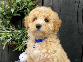 Miniature Labradoodle dogs for sale: Kit - Ad 1