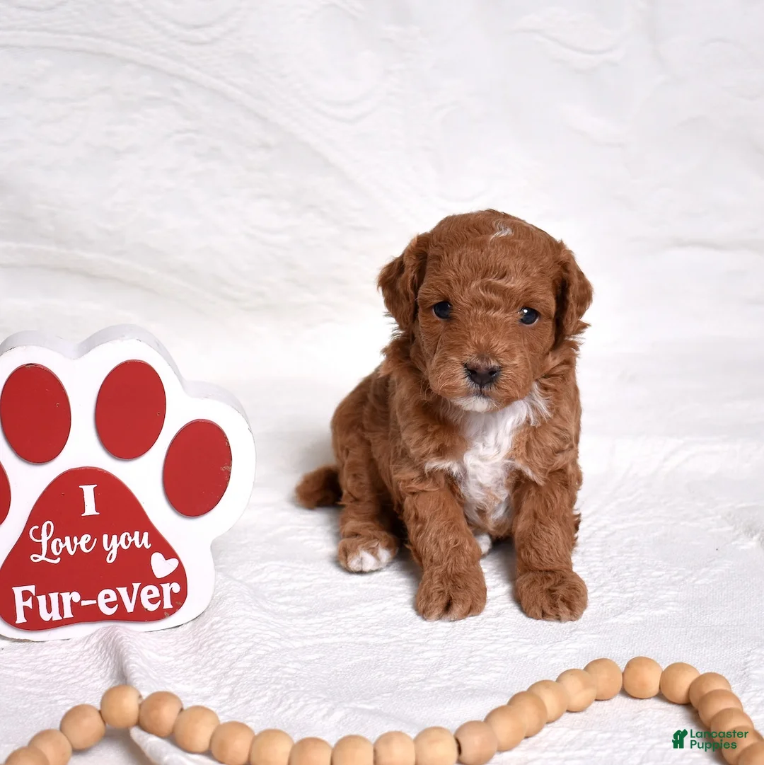 Miniature Poodle dogs for sale: Ruby - Ad 7