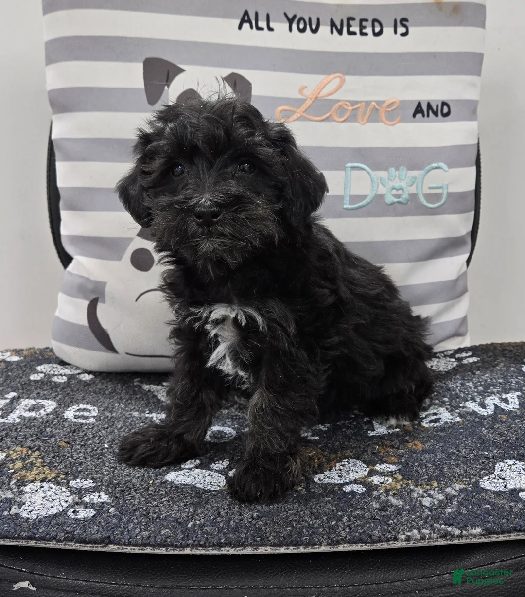 Schnoodle dogs for sale: Dixie - Ad 5