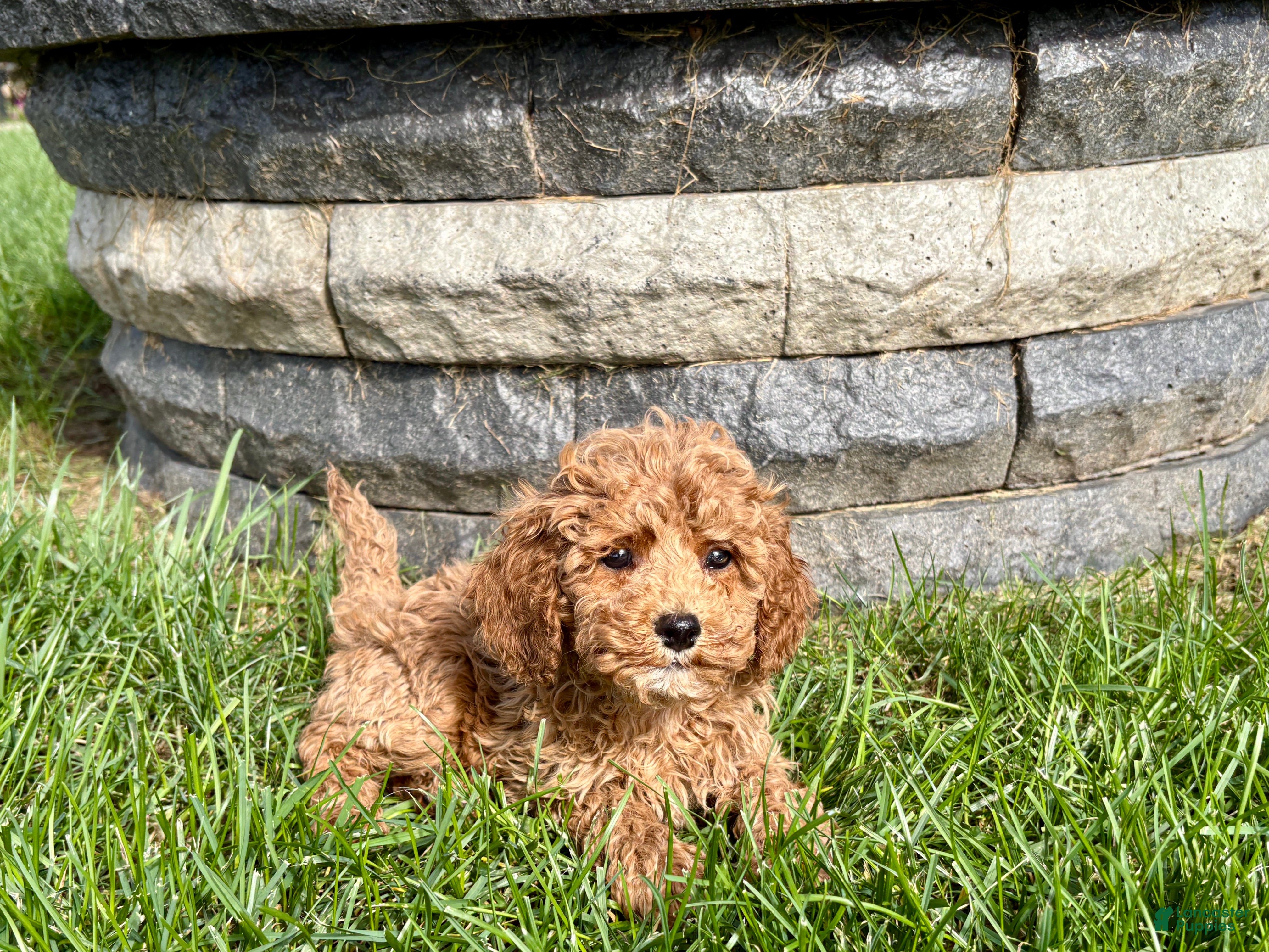 Cockapoo dogs Cockapoo female 4 - Ad 1