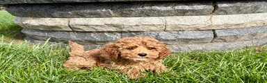 Cockapoo female 4