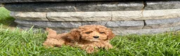Cockapoo dogs for sale: Cockapoo female 4 - Ad 1