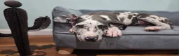 Great Dane dogs for sale: Blue Harlequin - Ad 3