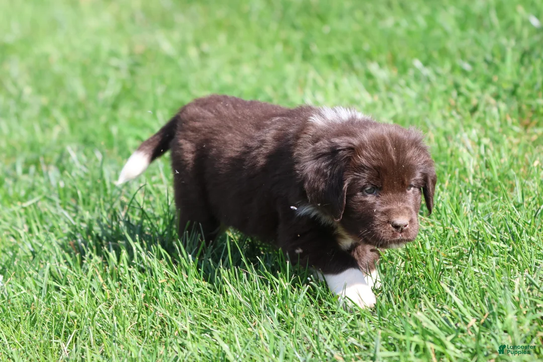 Newfoundland dogs for sale: Angel - Ad 1