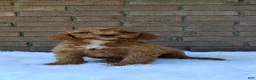 Irish Doodle dogs for sale: Gunner - Ad 5