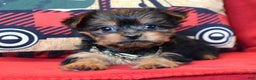 Yorkshire Terrier dogs for sale: Cupid - Ad 3