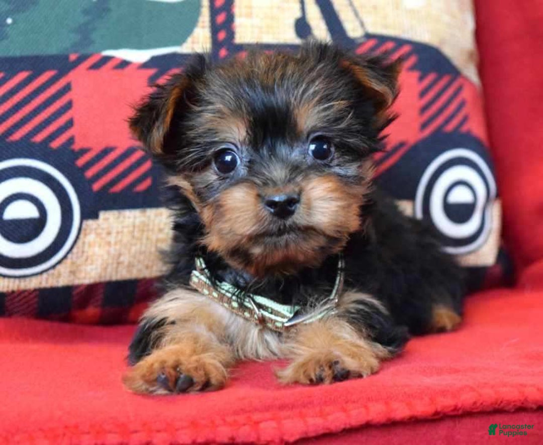 Yorkshire Terrier dogs for sale: Cupid - Ad 3