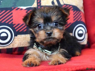 Yorkshire Terrier dogs Cupid - Ad 27