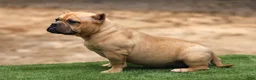 American Bully dogs for sale: Fawn Female - Ad 5