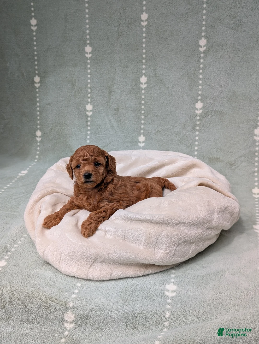 Toy Poodle dogs for sale: Paisley  - Ad 6