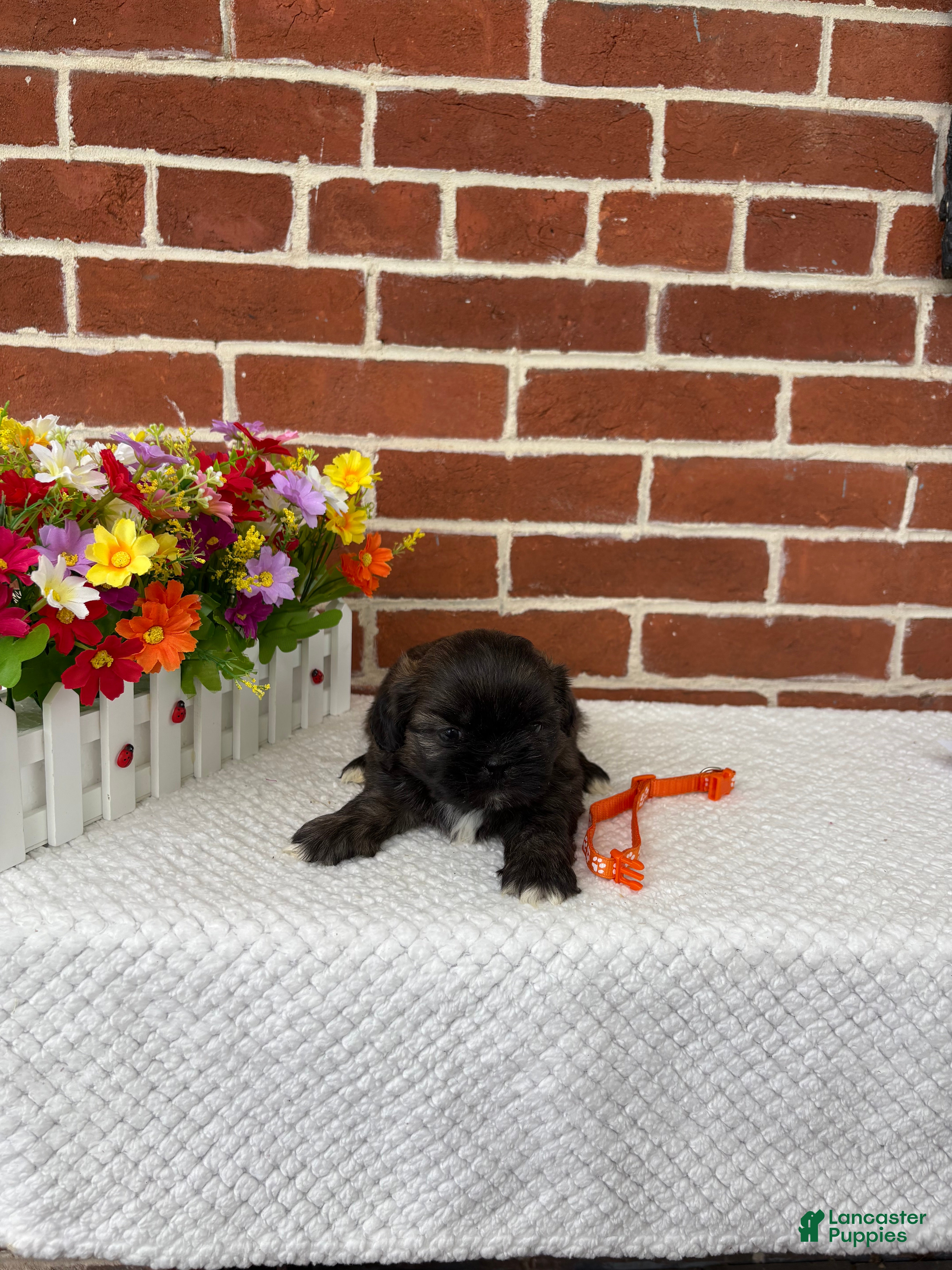 Shih Tzu dogs Lenny - Ad 2