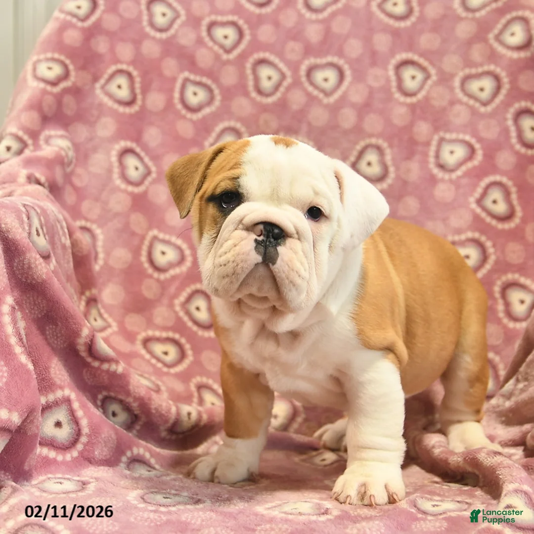 English Bulldog dogs for sale: Zilpha  - Ad 4