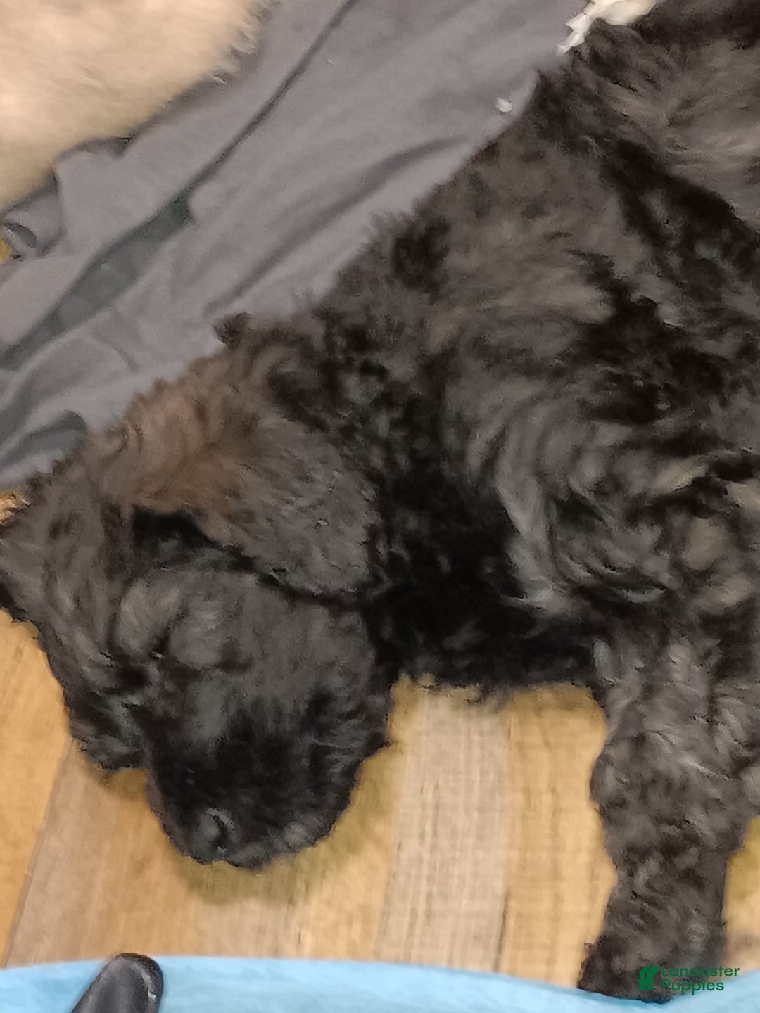 Labradoodle dogs for sale: Creamy mae - Ad 31