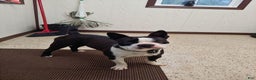 Boston Terrier dogs for sale: Boston Terrier Puppy 2 - Ad 2