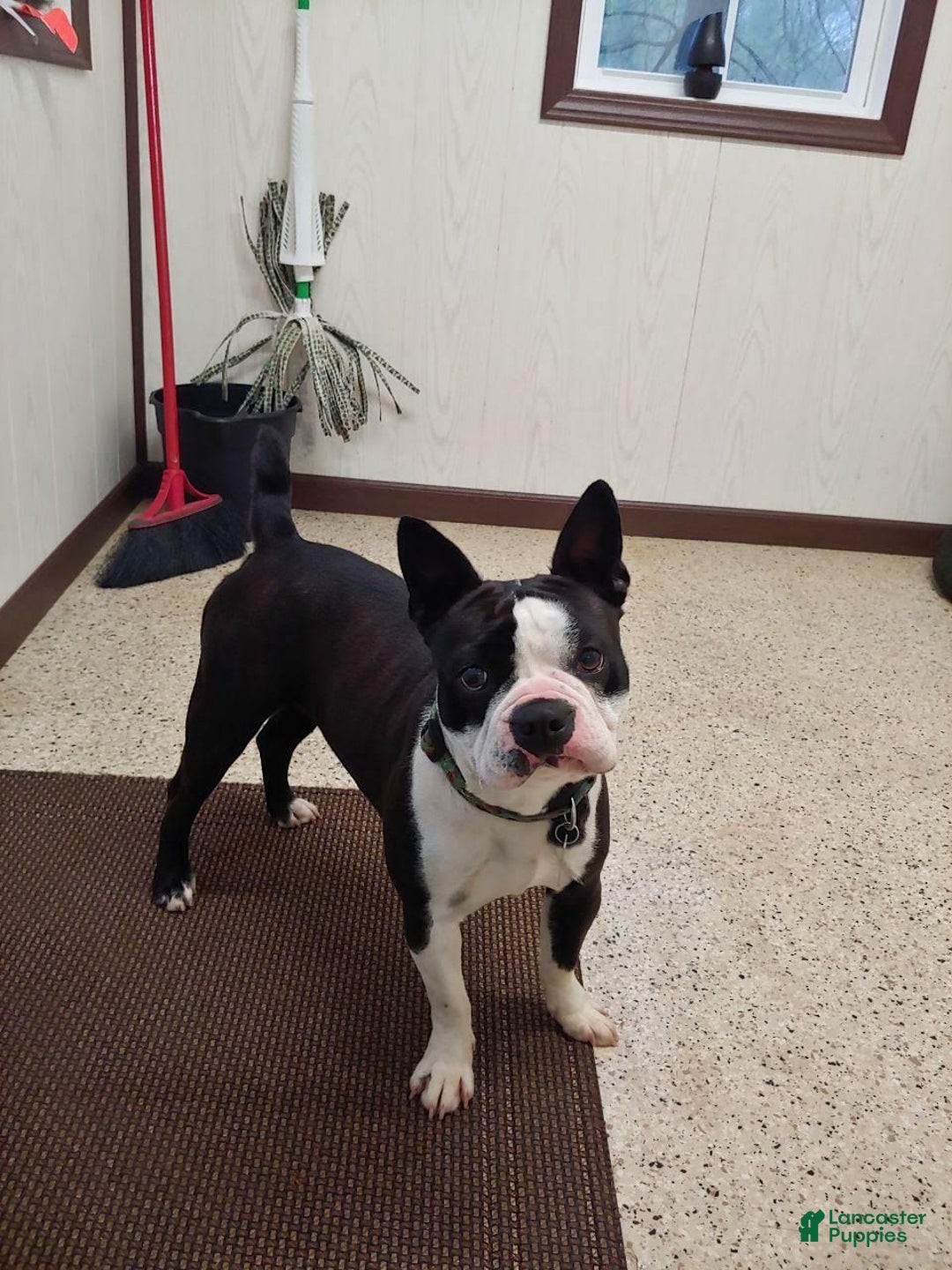 Boston Terrier dogs for sale: Boston Terrier Puppy 2 - Ad 2