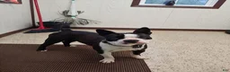 Boston Terrier dogs for sale: Boston Terrier Puppy 1 - Ad 3