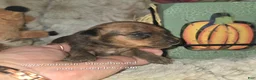 Miniature Pinscher dogs for sale: Gus - Ad 5